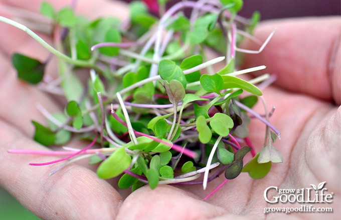 a handful of freshly harvested microgreens