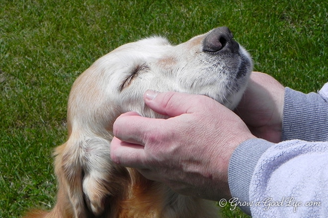 Millie getting some lovin' from Kevin