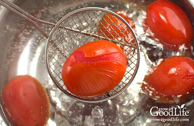 Over head view of a blanched tomato with the skin cracked and ready to peel.