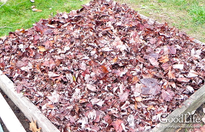 garlic bed mulched with shredded leaves