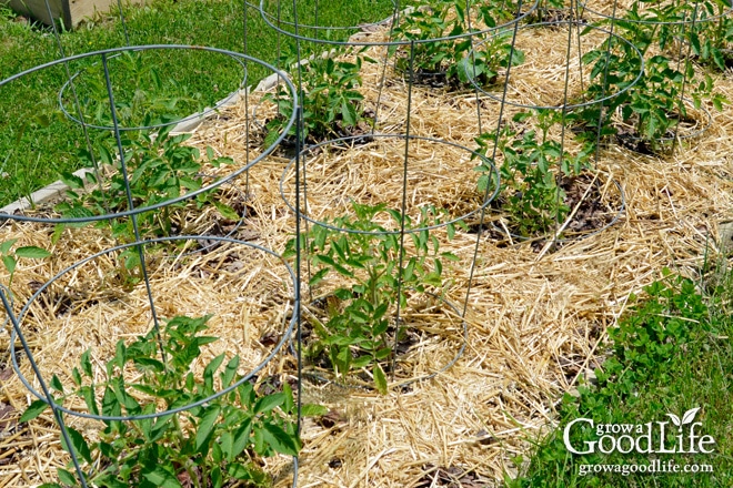 Mulch is any type of material that layered on the surface of the soil. Mulching your garden beds not only helps suppress weeds, it also prevents soil erosion and moderates soil-temperature fluctuations. Water, air and nutrients can filter through and reach the soil, but the mulch prevents moisture from evaporating and shades the soil surface keeping the roots cool. Organic mulches break down over time, enriching your soil as they decompose.