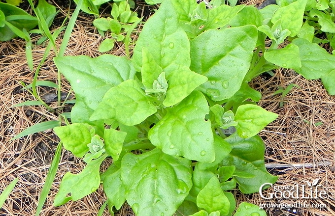 mulched new Zealand plant in the garden