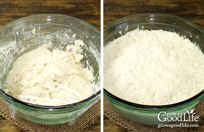 covered dough in a bowl and after rising