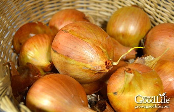 yellow onions stored in a basket