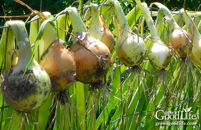 freshly harvested onions hanging over a wire fence