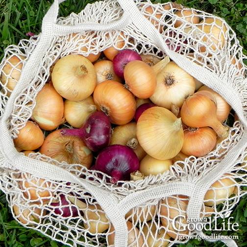 A white mesh bag filled with storage onions.