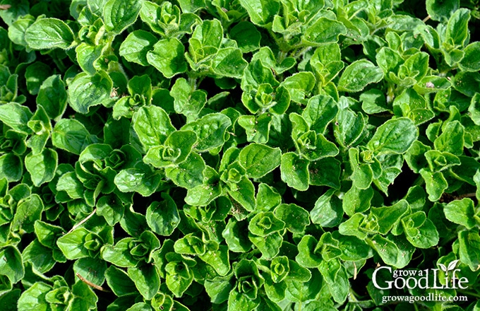 overhead photo of a patch of oregano growing in a garden