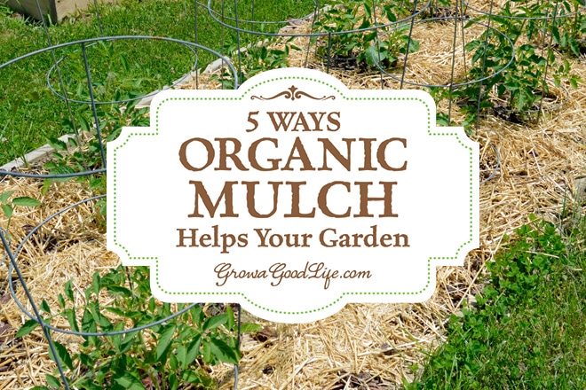 Mulch is any type of material that layered on the surface of the soil. Mulching your garden beds not only helps suppress weeds, it also prevents soil erosion and moderates soil-temperature fluctuations.