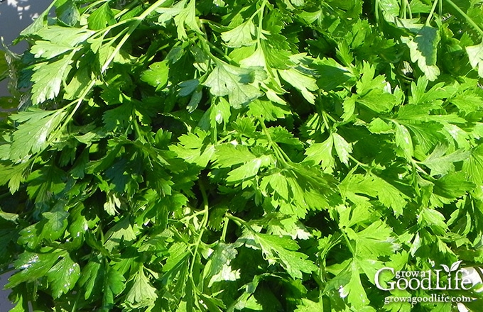 A large harvested of flat leaf parsley in a bowl