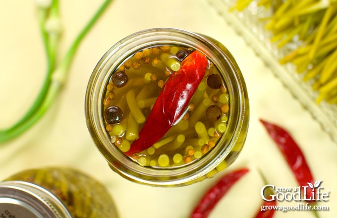 overhead photo of a jar of pickled garlic scapes