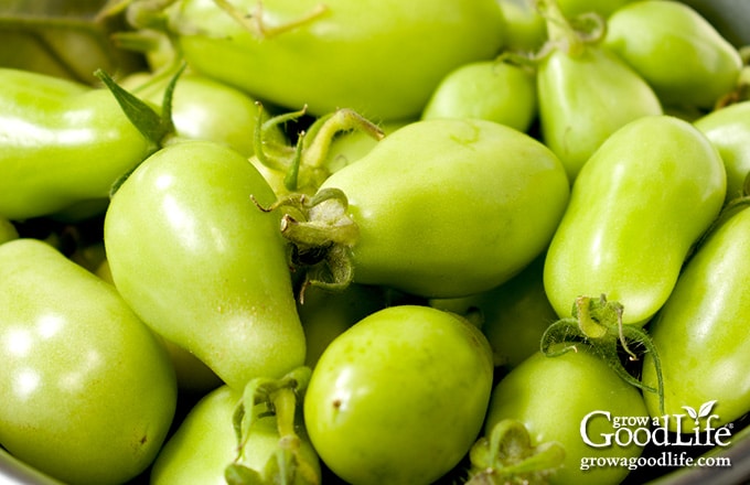 bowl of unripe green tomatoes