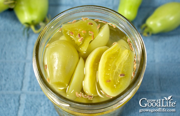 over head view of jar filled with green tomatoes and pickling brine