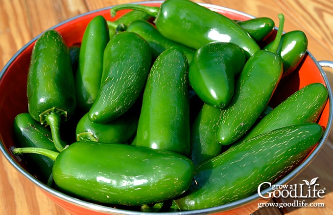 harvest basket filled with green jalapeño chili peppers