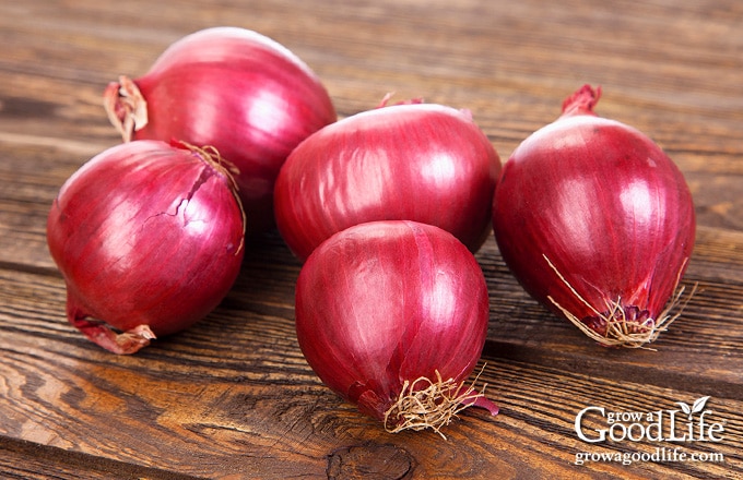 whole red onions on a table