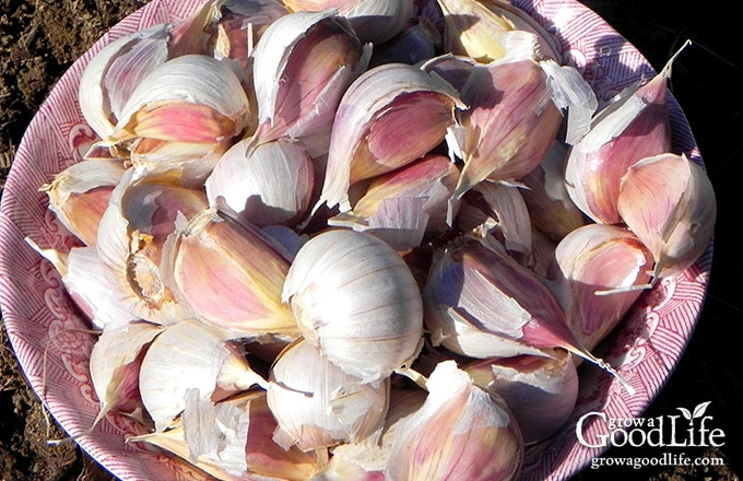 Garlic is one of the easiest crops you can grow in your garden. It is a long season crop with a unique growing pattern compared to other garden crops. Garlic is planted in fall in order to give it a head start and enough time to produce a larger bulb.