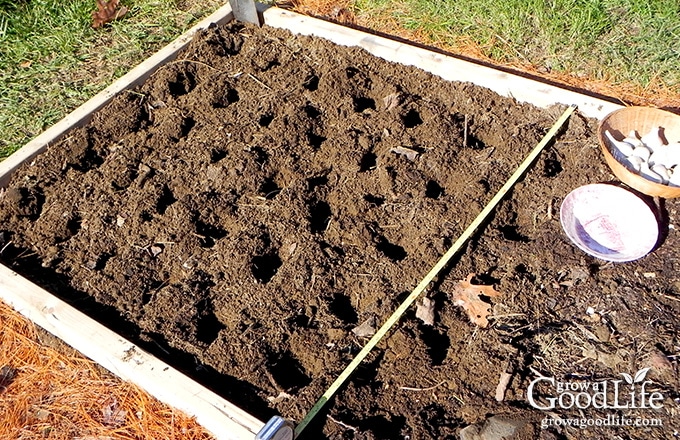 Garlic is one of the easiest crops you can grow in your garden. It is a long season crop with a unique growing pattern compared to other garden crops. Garlic is planted in fall in order to give it a head start and enough time to produce a larger bulb.