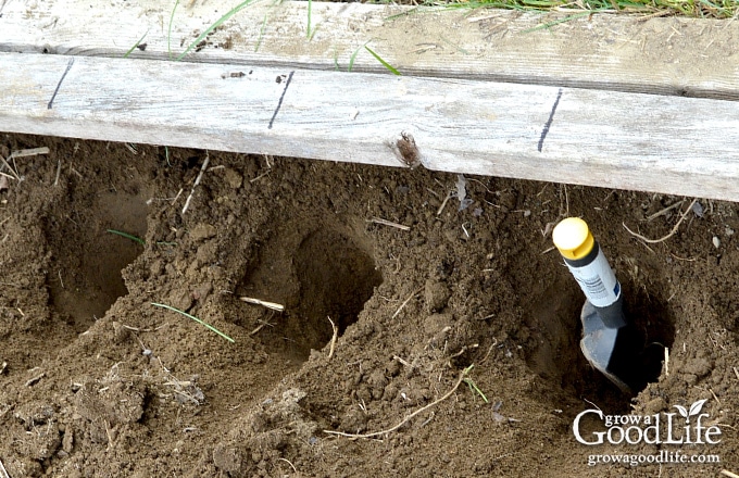 Planting potatoes the Grow Biointensive way involves double-dug beds, feeding the soil with compost, and planting closely to conserve spacing and create a microclimate.