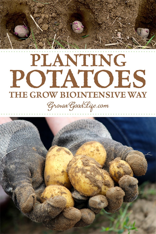 Planting potatoes the Grow Biointensive way involves double-digging beds, feeding the soil with compost, and planting closely to conserve spacing and create a microclimate. Visit to learn how to grow more potatoes in less space.