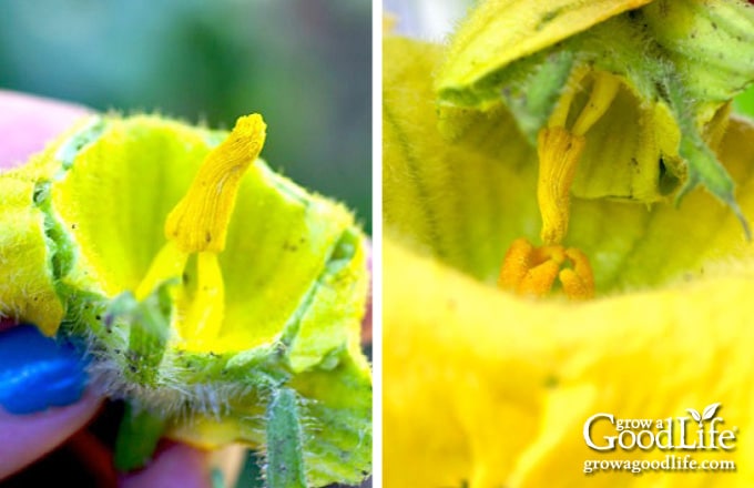 images of pollinating squash