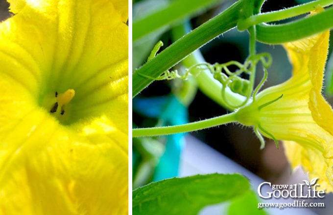 closeup images of male squash blossoms