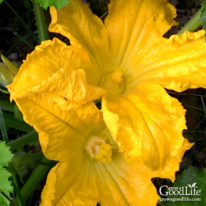 closeup of male and female squash blossoms