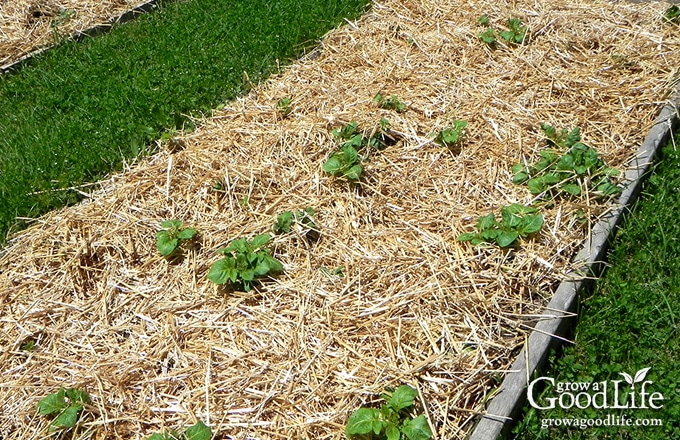 Planting potatoes the Grow Biointensive way involves double-dug beds, feeding the soil with compost, and planting closely to conserve spacing and create a microclimate.