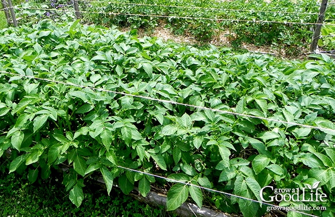 Planting potatoes the Grow Biointensive way involves double-dug beds, feeding the soil with compost, and planting closely to conserve spacing and create a microclimate.