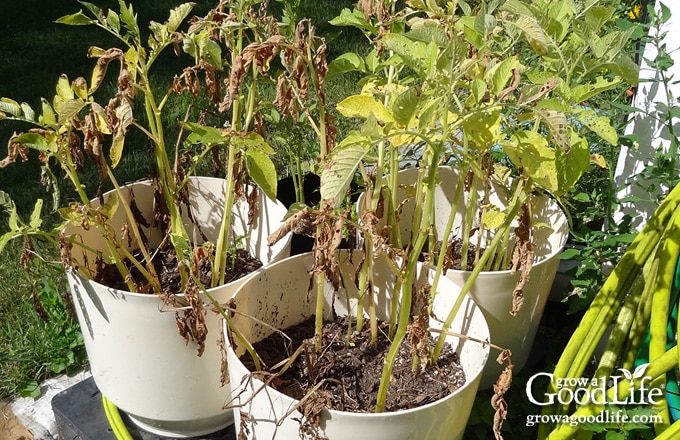 Potato foliage withered and brown.