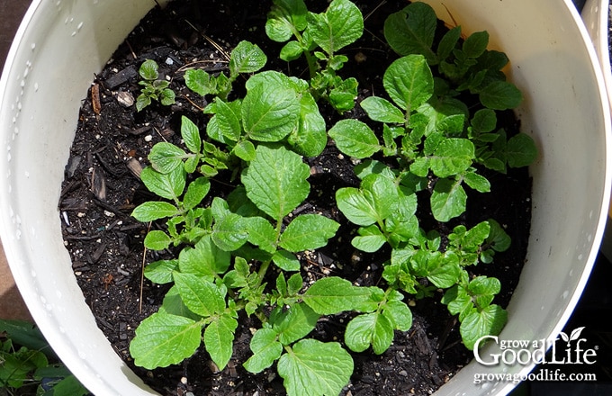 Overhead view of young potato foliage sprouting.