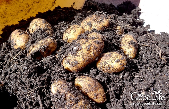 Close up of pot of potatoes dumped out in a wheelbarrow.