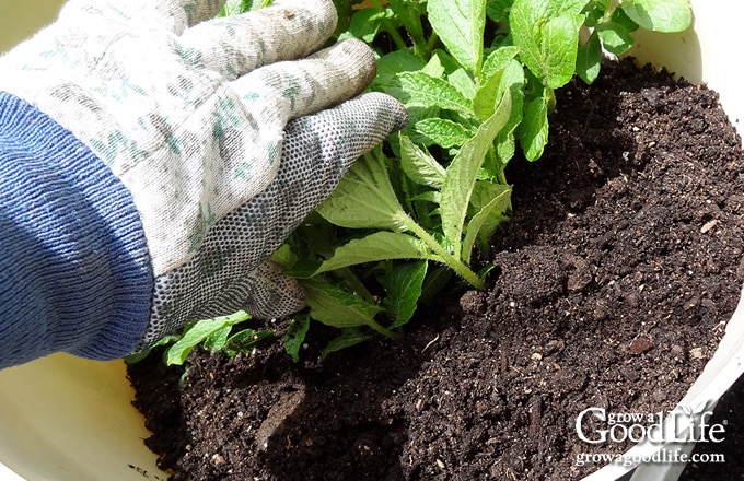 Hilling the potatoes with soil.