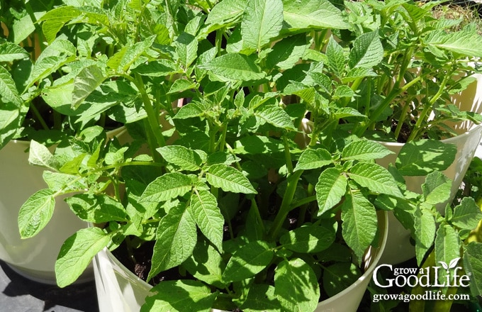 Potato plants growing in large pots.