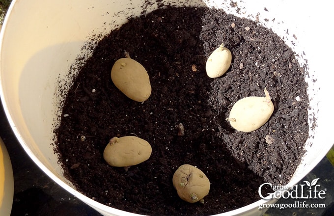 Overhead view of seed potatoes in a pot.