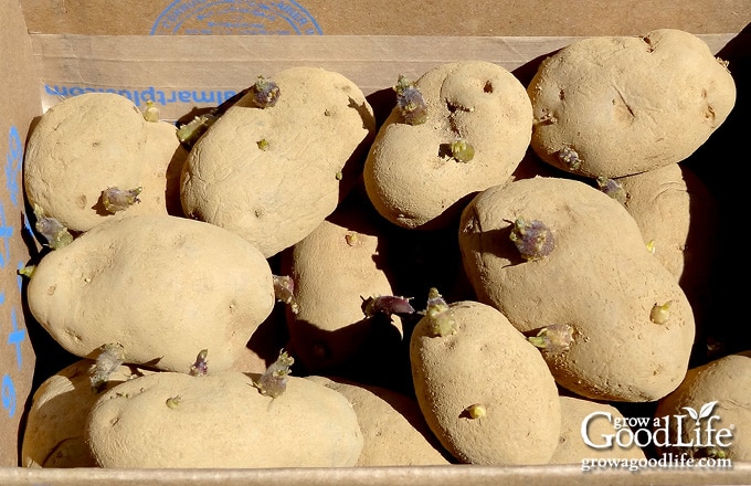 Seed potatoes in a box ready for planting.