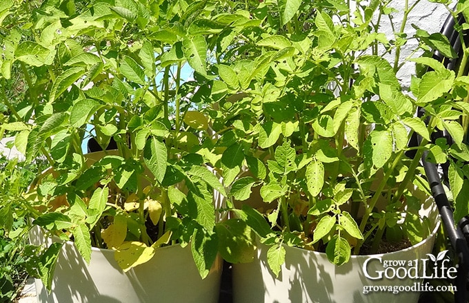 Potato foliage beginning to turn yellow.