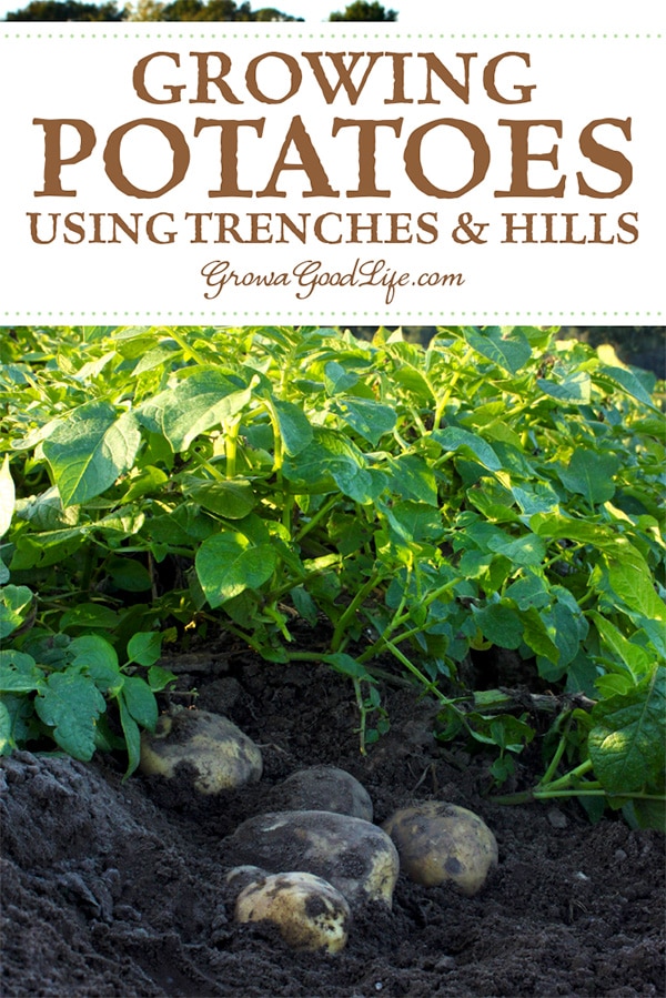 As potato plants grow, gather soil around stems, and cover until just the top few leaves show above the soil. This process is called "hilling." Read on for more tips on growing potatoes.