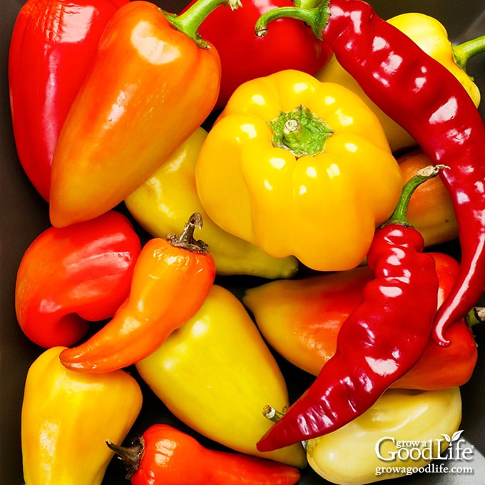 overhead image of a pile of mixed peppers