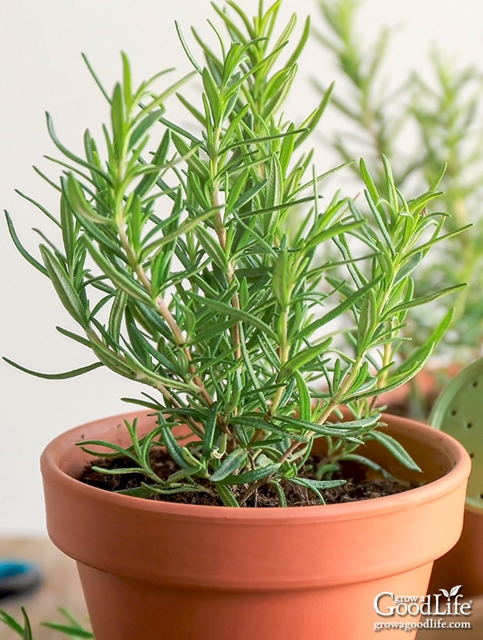 image of a young rosemary plant in terracotta pot