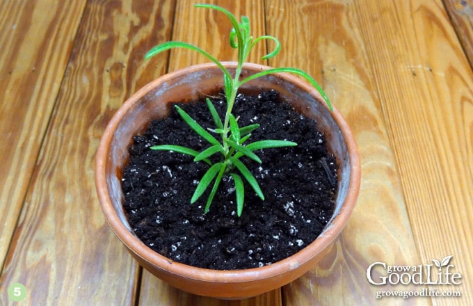 overhead image of rosemary plant