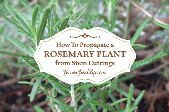 Instead of purchasing a new rosemary plant every year or starting new plants from seeds, try growing your own from stem cuttings. It is easy to take rosemary cuttings from an established mother plant and grow new rosemary plants in containers that can be moved outside in summer and indoors in winter.