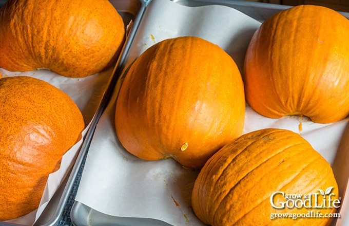 pumpkins on a baking sheet