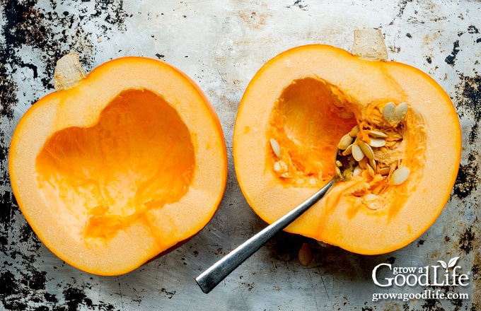 scooping out the seeds from a pumpkin