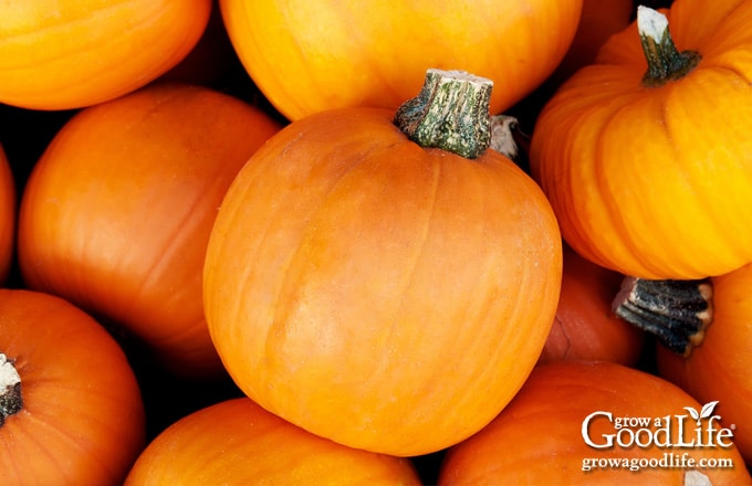 pile of small pumpkins