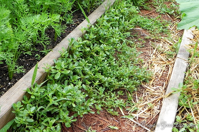 Purslane is low in calories, high in fiber, an excellent source of the essential amino acids, Omega-3 fatty acids, and vitamins A, C and E.