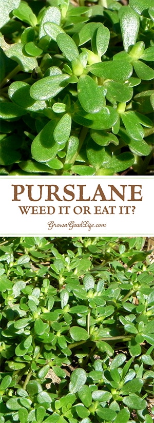 Have you found purslane in your garden and wondering if you should weed it or eat it? Learn more about purslane and discover some recipes too.