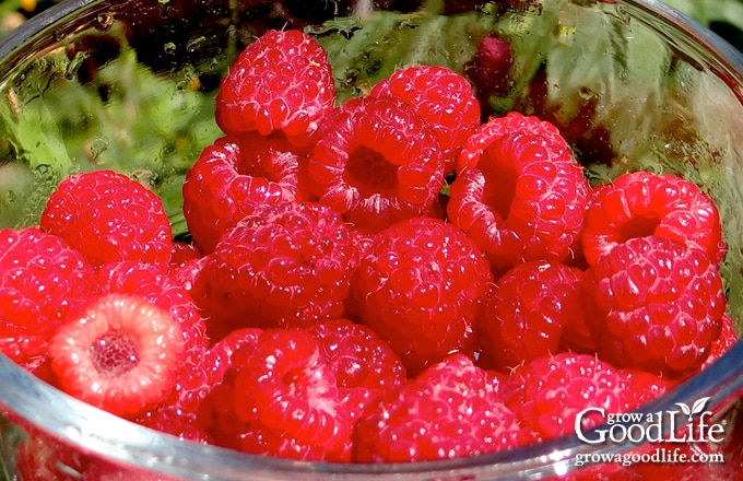 Bowl of freshly harvested raspberries.