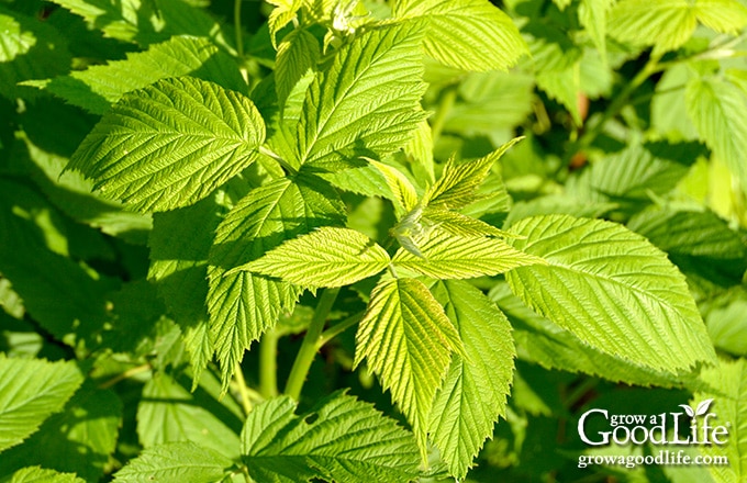 raspberry leaves