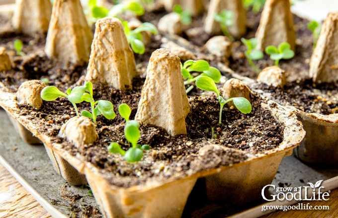 egg cartons growing seedlings