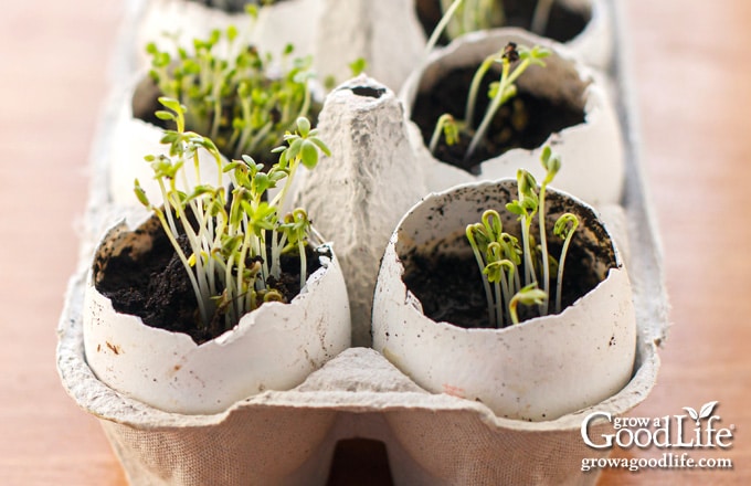 started seedlings in egg shells