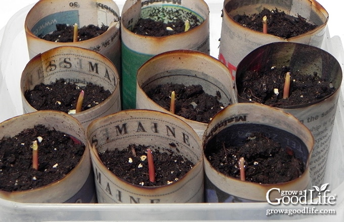 newspaper pots in a plastic tray